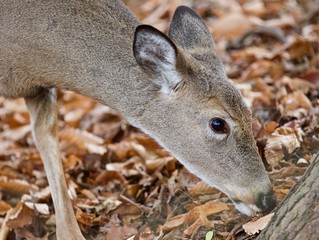Isolated picture of a cute wild deer eating leaves in forest