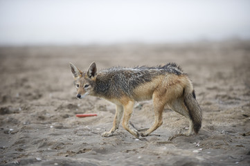 Jackal walks along the sand