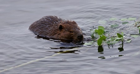 Beautiful isolated image of a beaver swimming in the lake © MrWildLife