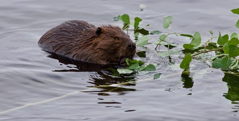 Beautiful isolated photo of a beaver eating leaves in the lake