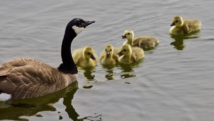 Beautiful background with a young family of Canada geese swimming