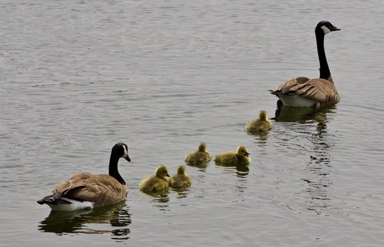 Beautiful isolated image of a young family of Canada geese swimming