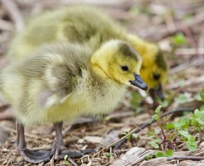 Beautiful isolated photo of two young chicks of Canada geese