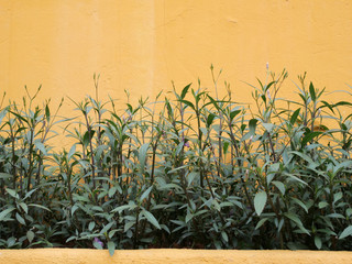 Green Grass and yellor Wall