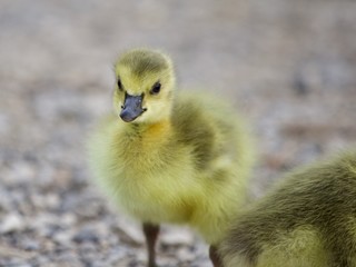 Obraz premium Beautiful isolated picture of a cute funny chick of Canada geese going