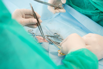 Veterinary Hospital, Surgery in a veterinary hospital
