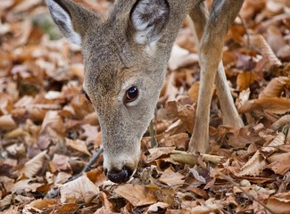 Beautiful background with a cute wild deer eating leaves in forest
