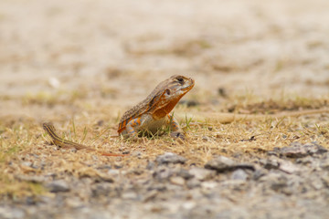 Butterfly lizard in nature,Small-scaled lizard (round lizard)