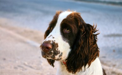 Cute sad dog looks at you