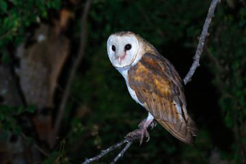 Barn owl or Tyto alba, beautiful bird on branch with black background.