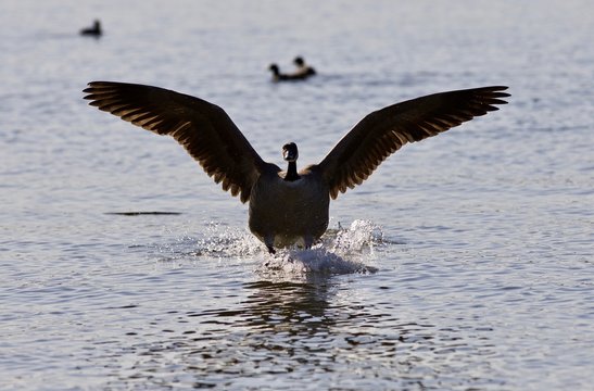 Beautiful picture with a landing Canada goose