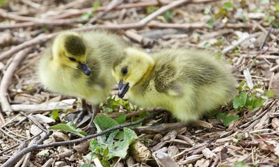 Beautiful isolated image of two cute funny chicks of Canada geese