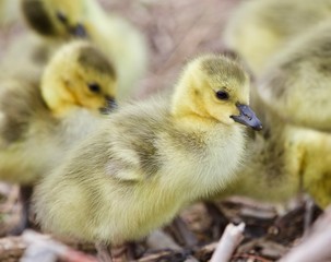 Beautiful photo with several cute funny chicks of Canada geese
