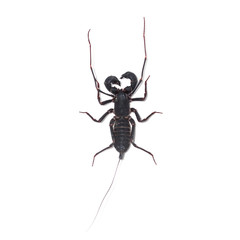 Whip scorpion on a white background