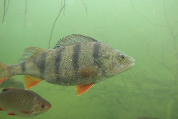 Perch