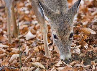 Isolated photo of a cute funny wild deer in forest