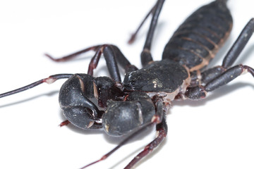 Whip scorpion on a white background
