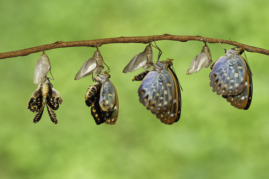 The Common Archduke butterfly emerging from chrysalis ( Lexias pardalis jadeitina )