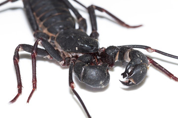 Whip scorpion on a white background