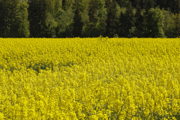 Obraz premium Rapsfeld auf der Schwäbischen Alb mit Wald