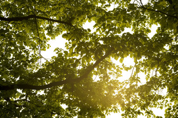 Leaves in the afternoon light