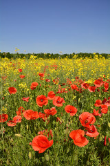 Wild red poppies growing in a field of rapeseed in May in Friuli Venezia Giulia, north east Italy
