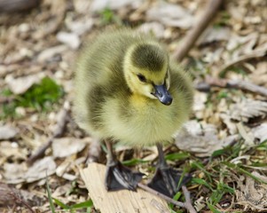 Fototapeta premium Beautiful isolated picture of a cute funny chick of Canada geese going