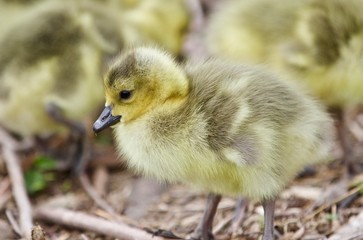 Beautiful isolated photo of young chicks of Canada geese looking at something