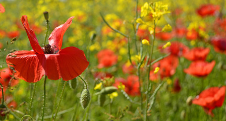 Obraz premium Wild red poppies growing in a field of rapeseed in May in Friuli Venezia Giulia, north east Italy 