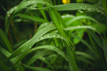 Green grass with drops of dew, rain