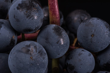 Close up, berries of dark bunch of grape in low light isolated on black background