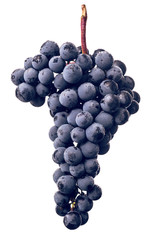 Berries of dark bunch of grape with water drops in low light isolated on white background