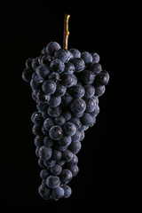 Berries of dark bunch of grape with water drops in low light isolated on black background