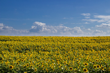 Fototapeta premium field of blooming sunflowers