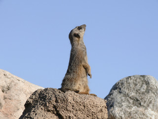 suricata mirando al cielo