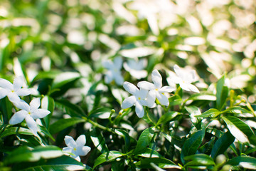 White flower with green leaf.