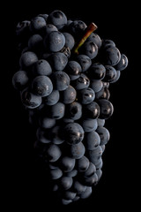 Berries of dark bunch of grape with water drops in low light isolated on black background