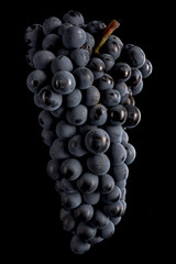 Berries of dark bunch of grape with water drops in low light isolated on black background