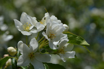 Obraz na płótnie Canvas A flowering branch of an apple tree against a blue sky. Spring.