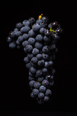 Berries of dark bunch of grape with water drops in low light isolated on black background