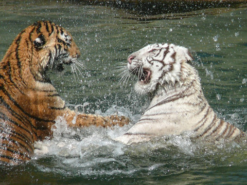 pelea de tigres
