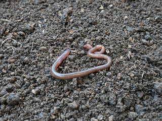 earthworm to produce fertile soil and organic farming