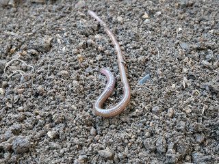 earthworm to produce fertile soil and organic farming