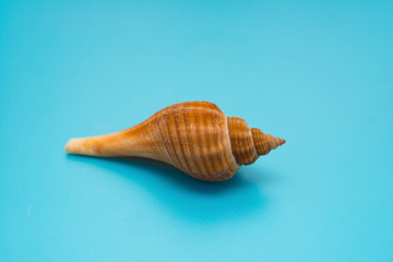 conch shell on a blue background