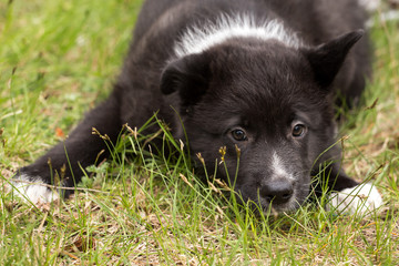 Beautiful cute sad black and white puppy lies in the grass closeup