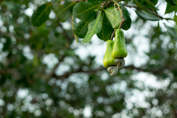 Cashew fruit on the tree