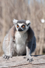 lemur