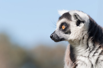 lemur © BeatrizMaria