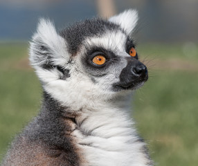 lemur © BeatrizMaria