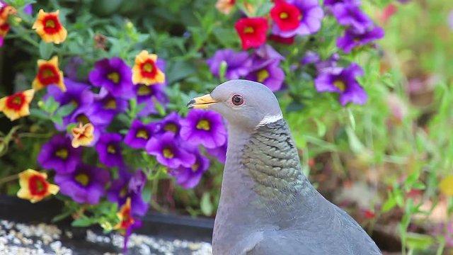 Closeup of band-tailed pigeon feeding in backyard setting